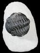Large, Partially Enrolled Pedinopariops Trilobite #54396-1